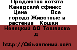 Продаются котята Канадский сфинкс › Цена ­ 15 000 - Все города Животные и растения » Кошки   . Ненецкий АО,Тошвиска д.